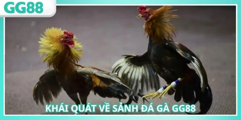 Đá Gà GG88: Tận Hưởng Sảnh Chọi Kê Chất Lượng Nhất 2025 1 Đá gà GG88 mang đến giải đấu tổ chức chuyên nghiệp